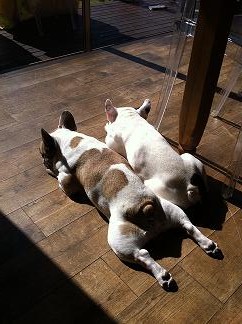 ひなたぼっこ