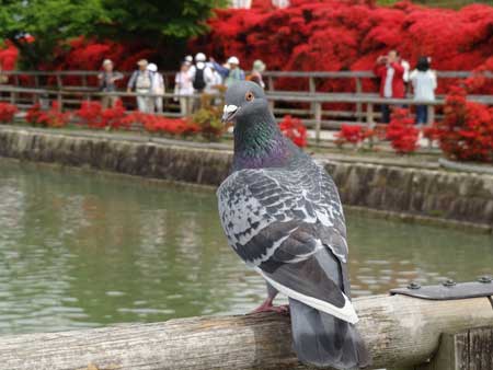 はと