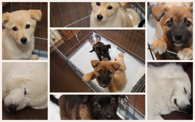 141119保護仔犬