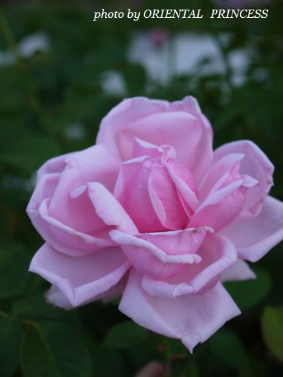 20121012-11.jpg