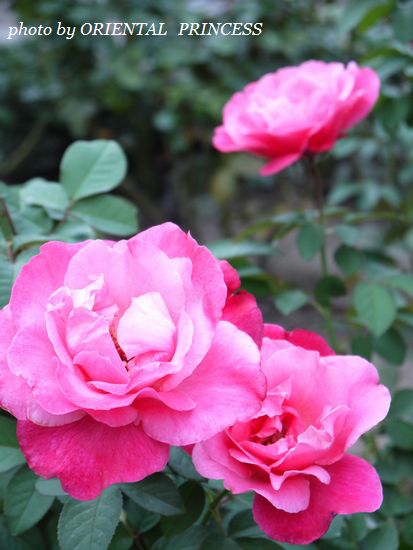 20121012-2.jpg
