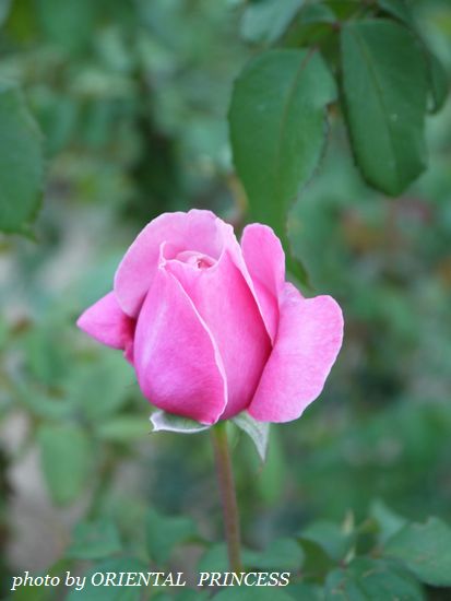 20121012-6.jpg