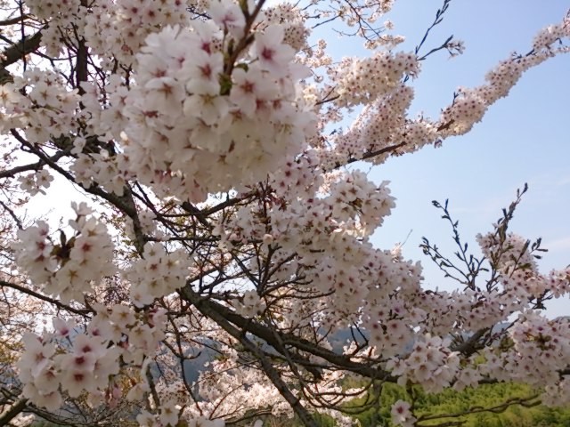 sakura1