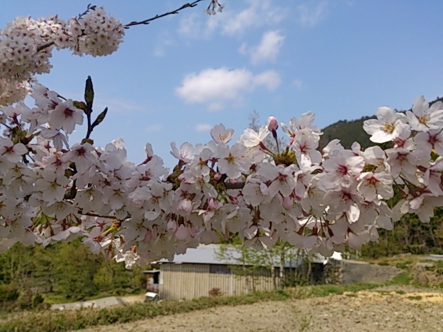 sakura2
