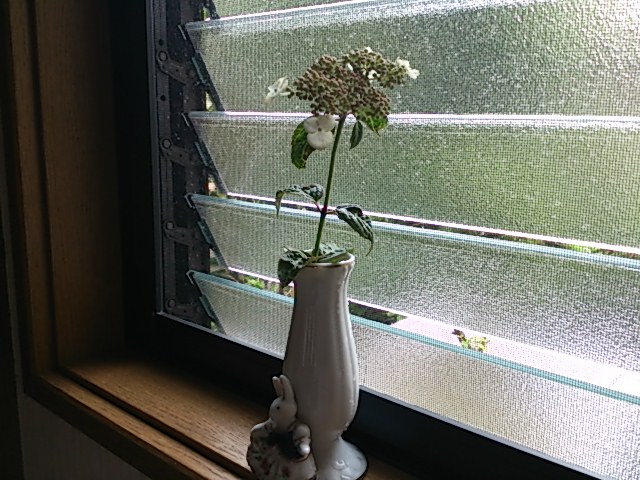 紫陽花