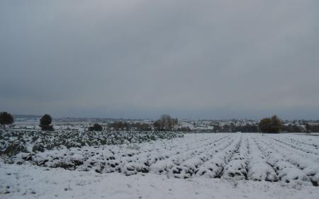 雪の積もった畑