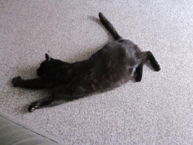 黒デブ猫8