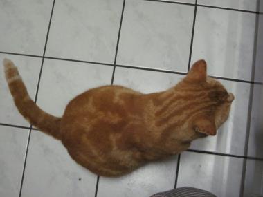茶トラ猫3