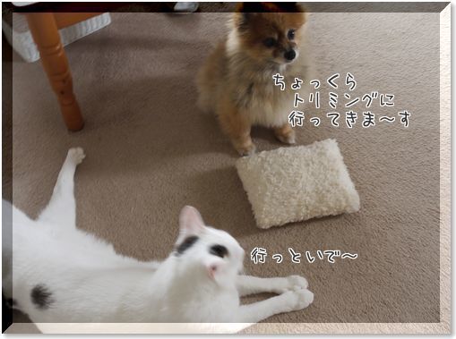 1-Sk9jFBNDBCkzPeF1414851422_1414851522.jpg