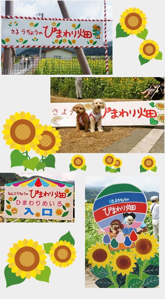 cats771000佐用町ひまわり1