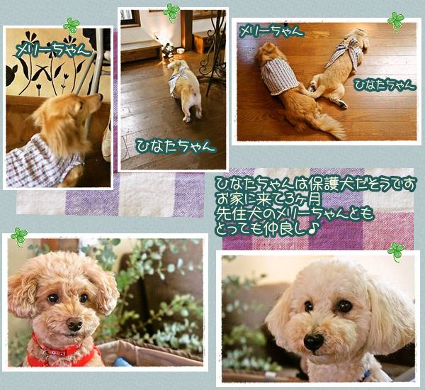 a_paper_1-600-550ここはな2