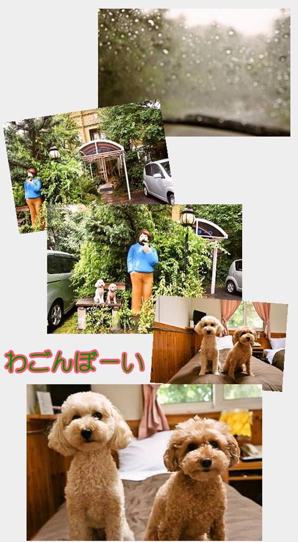 cats76-1000わごんぼーい1