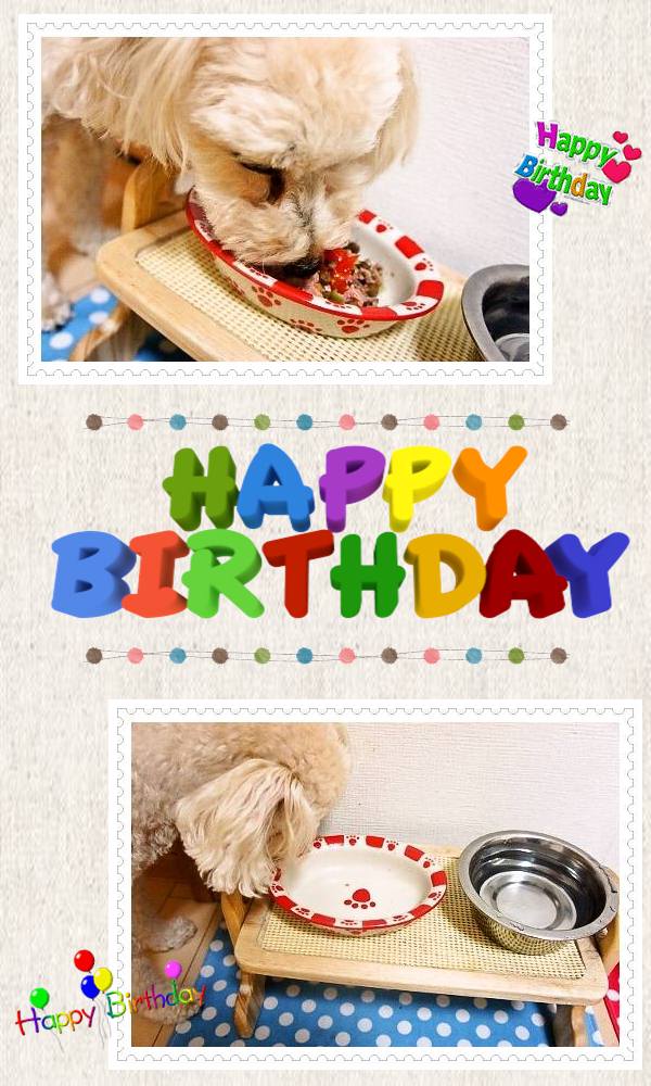 cats15600奏ちゃんBirthday