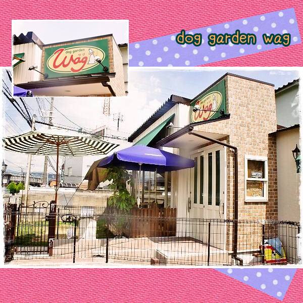 K5dog garden wag 1