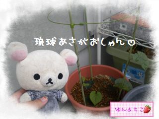 ちこちゃん日記★133★今年も始めました♪-2