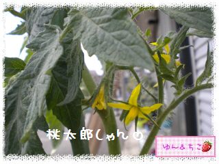 ちこちゃんの夏野菜観察日記2012★6★もうすぐ収穫♪-4