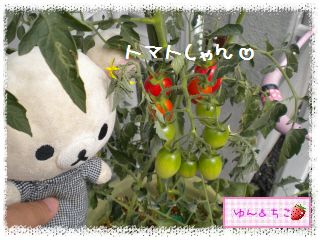ちこちゃんの夏野菜観察日記2012★7★初収穫♪-3