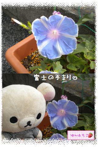 ちこちゃんのあさがお観察日記2012★3★-4