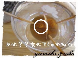 ちこちゃんのアボカド栽培日記★2★1日目~7日目-8