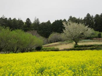 追分市民の森1