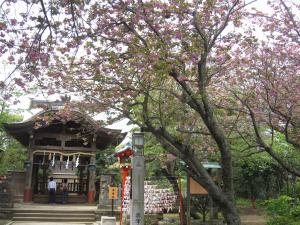 奥津宮と桜