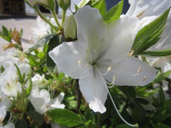 IMG_2767_convert_20120514130306.jpg