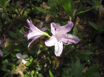 IMG_2768_convert_20120514130236.jpg