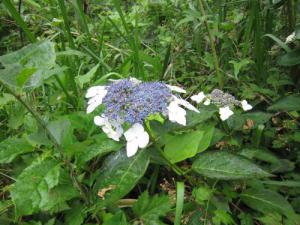 IMG_3012_convert_20120713105402.jpg