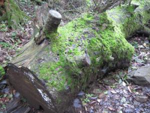 IMG_3104_convert_20120717174927.jpg
