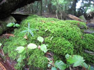 IMG_3105_convert_20120717175007.jpg
