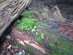 IMG_3106_convert_20120717175131.jpg