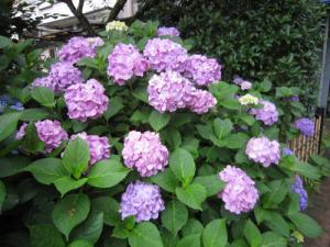 IMG_3128_convert_20120717175627.jpg