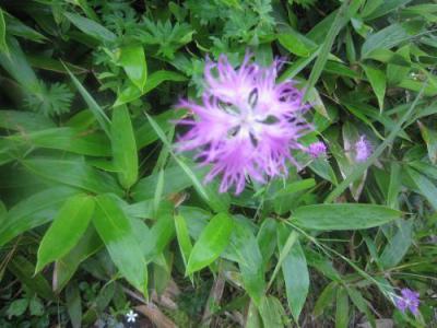 IMG_3335_convert_20120902163218.jpg