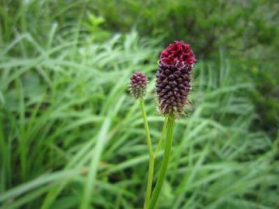 IMG_3468_convert_20120905223557.jpg