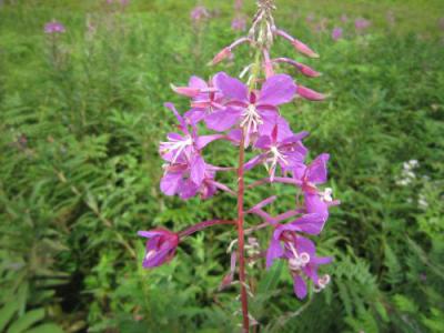 IMG_3500_convert_20120905224402.jpg