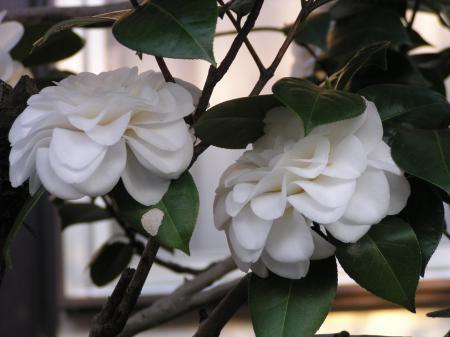 P1011346_convert_20120515093158.jpg