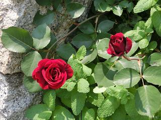 薔薇