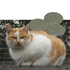 日本猫_2008-1