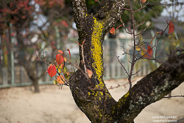 lightroomresize (19 - 24)