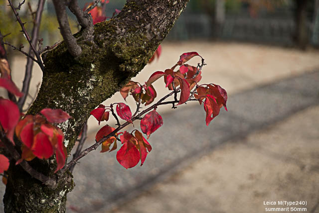lightroomresize (20 - 24)