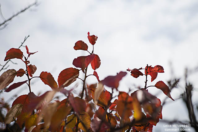 lightroomresize (21 - 24)