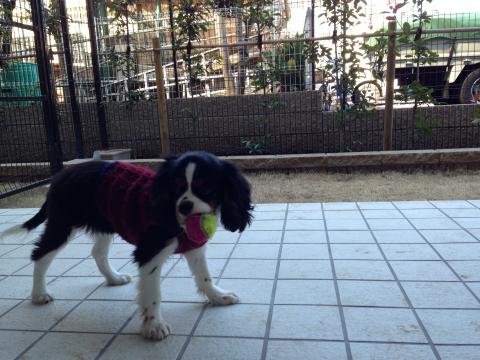 IMG_1103_convert_20130220123508.jpg