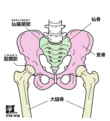 股関節