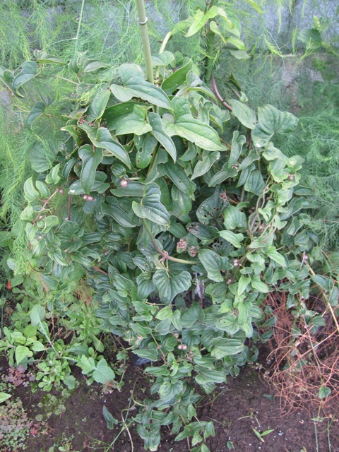 WEB_山芋収穫1
