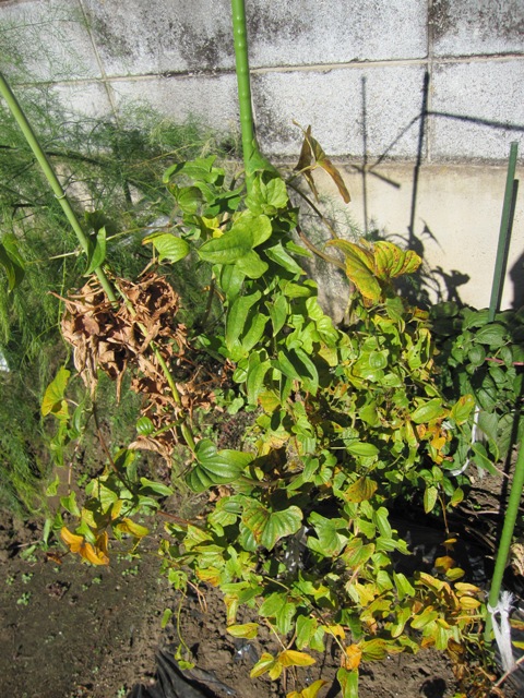 WEB_山芋収穫2