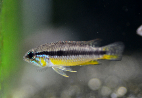 DSC_4742.jpg