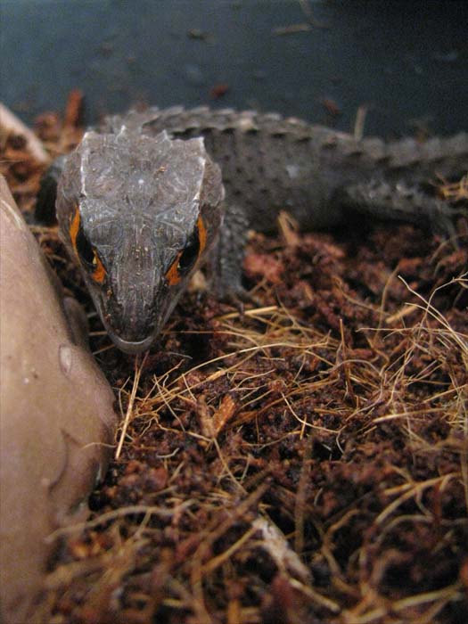 正面顔 アカメカブトトカゲ 飼ってます