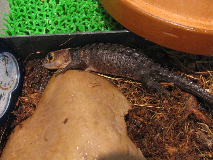 トカゲの引きつった顔 アカメカブトトカゲ 飼ってます トカゲの引きつった顔 アカメカブトトカゲ 飼ってます