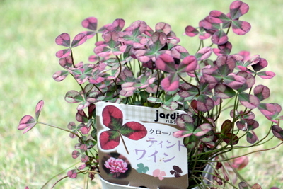 クローバー赤花