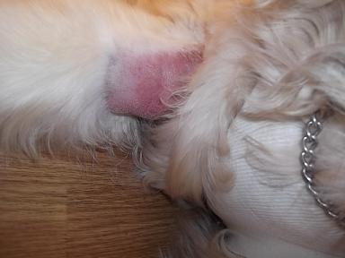 老犬ゴ ルデンベル親分と保護犬ジニ のつぶやき日記 右腕脇の下裂傷